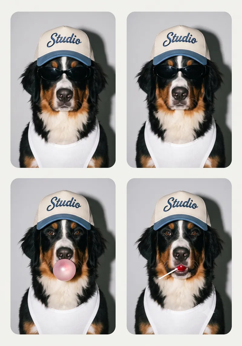 Style Cat or Dogue